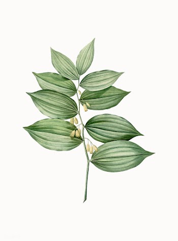 Plant | Free stock vector - 502017