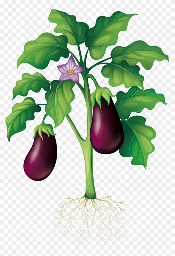 Plant Garden Clip Art - Eggplant Tree Vector