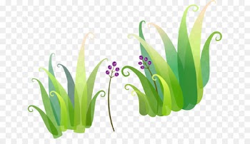 plant grass flower chives tulip