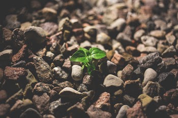 Plant growing between the rocks