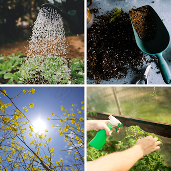 Plant Health: Why Foliar Fertilizer? | 13Essentials Foliar Fertilizer