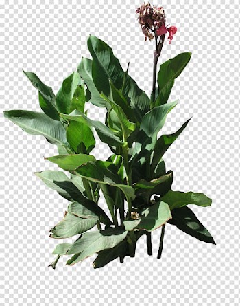 Plant Hibiscus Texture mapping Flora, plants transparent background PNG clipart