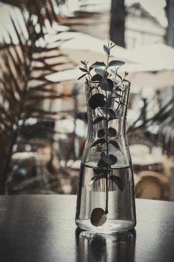 Plant in Clear glass with water