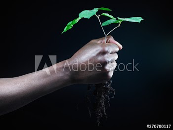 plant in hand