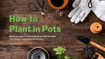 Plant in pot template vector | Free Vector Template - rawpixel