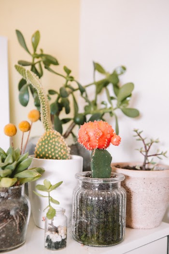 Plant ladies are the new Cat ladies.