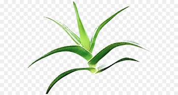 plant leaf flower flowering plant terrestrial plant