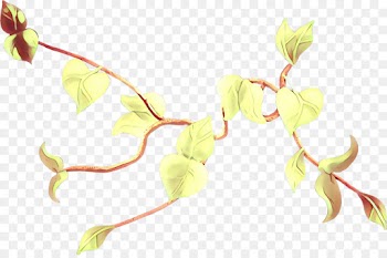 plant leaf flower plant stem pedicel