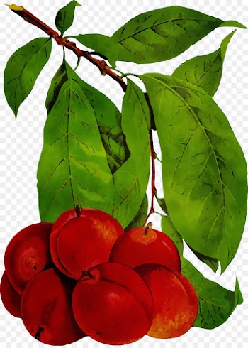 plant leaf flower tree fruit