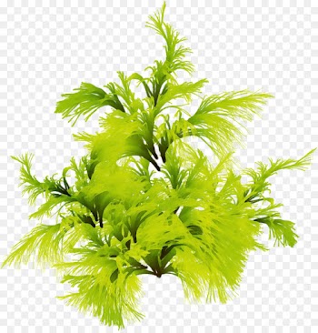 plant leaf grass flower tree