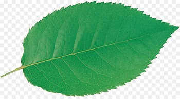 Plant Leaf - green leaf 