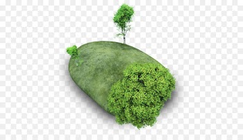 plant leaf herb tree - Island Stone 