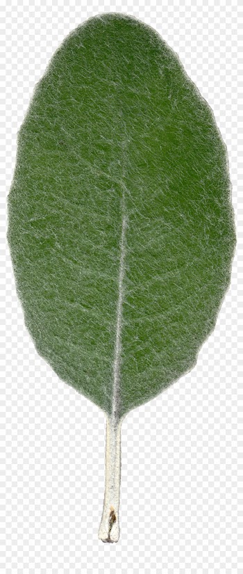 Plant Leaf Texture Front View By Hhh316 - Leaf Texture