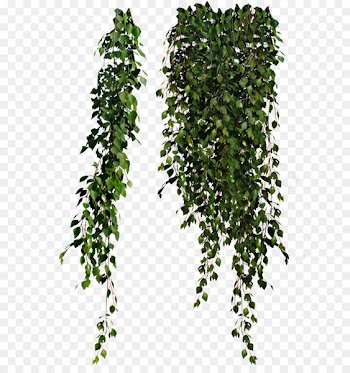 Plant Leaves Common ivy Clip art - hanging flower 