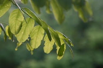Plant leaves | Free Photo - rawpixel