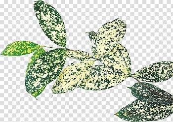 Plant Leaves Leaf Advertising Tree, Leaves transparent background PNG clipart