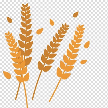 Plant Leaves Leaf Shape, Plant leaves transparent background PNG clipart