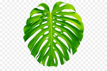 Plant Leaves Leaf Swiss cheese plant - tropical 