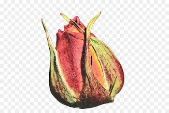 plant nepenthes leaf flower tree