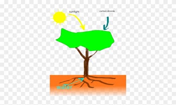 Plant Nutrients - Plants Making Their Food
