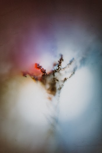 Plant on Fire