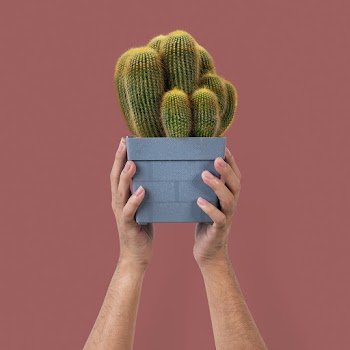 Plant parent holding potted cactus  | Free stock photo | High Resolution image