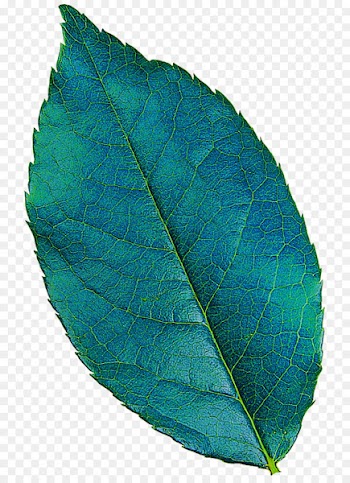 Plant pathology Leaf Turquoise - Leaf 
