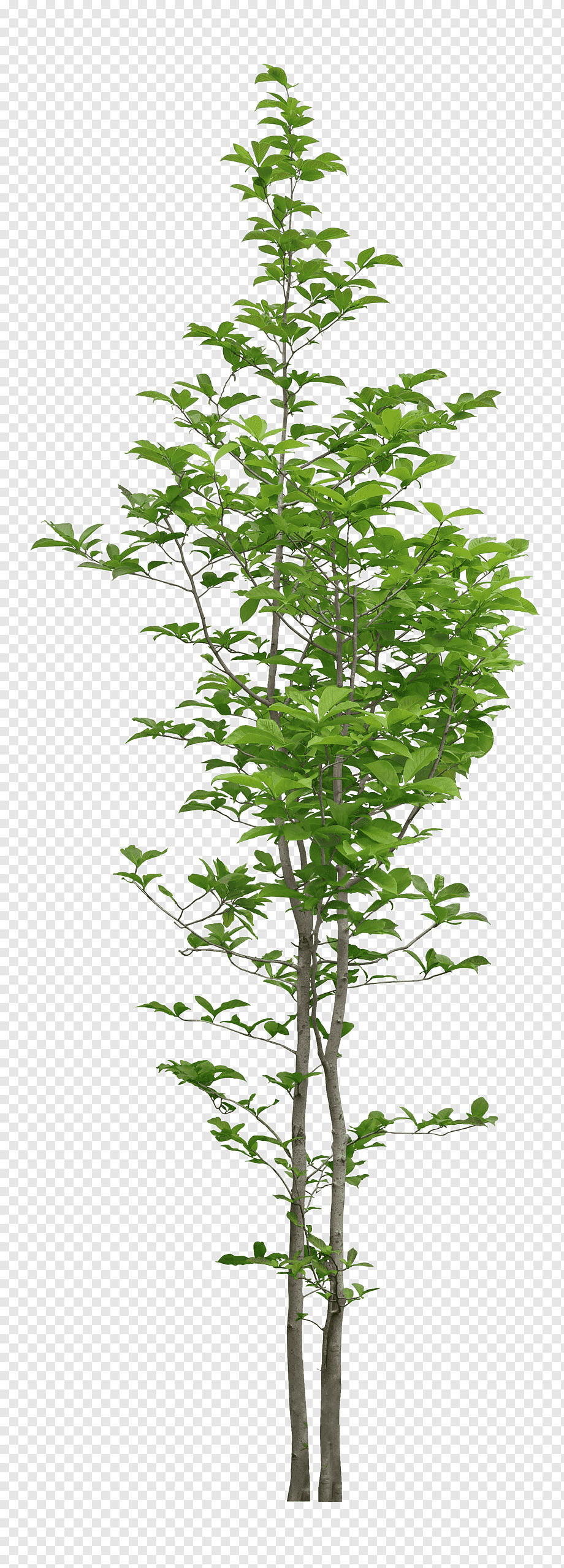 Plant, plant, 3D Computer Graphics, leaf, branch png