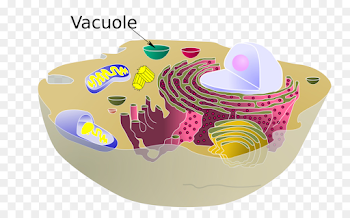 plant png download - 2000*1216 - Free Transparent Vacuole png ...