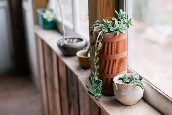 Plant Pot Beside Window