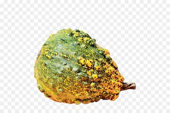 plant rock food vegetarian food cuisine