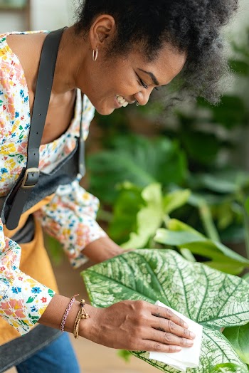 Plant shop owner cleaning the leaf of potted… | Free stock photo | High Resolution image