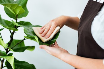 Plant shop owner cleaning the leaf of potted… | Free stock photo | High Resolution image