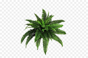 Plant Shrub Fern Clip art - fern 