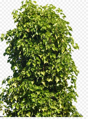 Plant Shrub Tree - Tree Bushes Png 