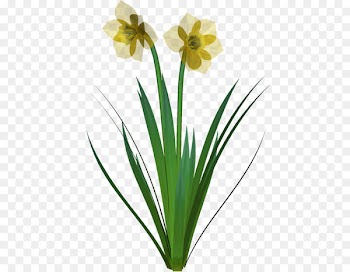 Plant stem Cut flowers Narcissus Plants - daffidil design element 
