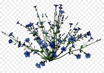 Plant stem Cut flowers Twig Chicory -  
