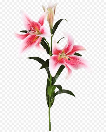 Plant stem Easter lily Cut flowers Lilium 'Stargazer' - flower 