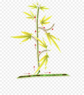 Plant Stem, Flower, Leaf, Plant PNG