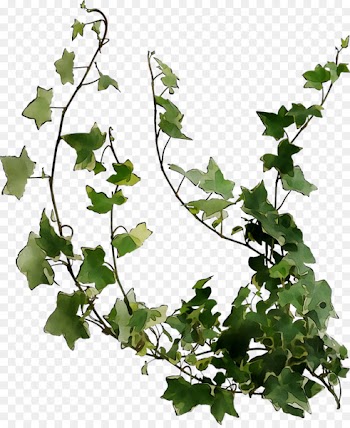 Plant stem Grape Leaf Twig Plane trees -  