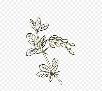 Plant stem Insect Cut flowers Leaf Line - mentha stamp 