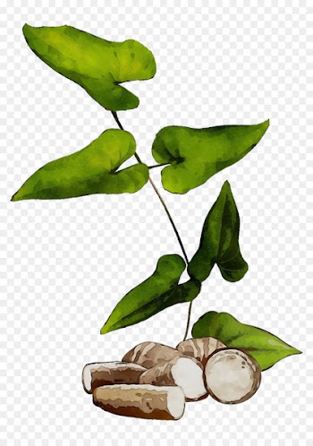 Plant stem Leaf Fruit Tree Plants -  