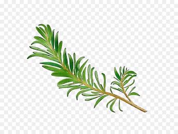 Plant stem Leaf Line Plants -  