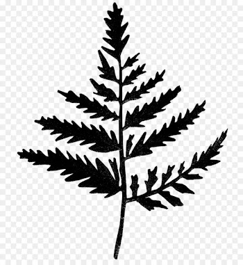 Plant stem Leaf Twig Line Silhouette -  