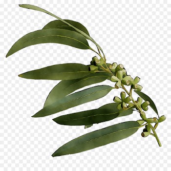 Plant stem Plants -  