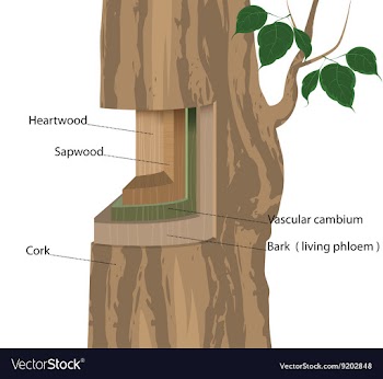 Plant structure vector image