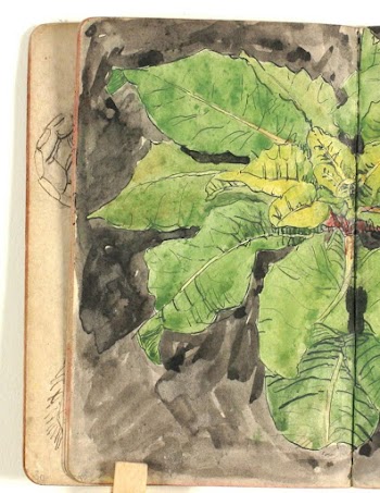 Plant study by Niels Larsen | Free Photo - rawpixel