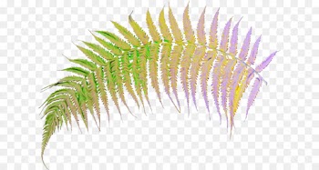plant terrestrial plant caulerpa vascular plant flower