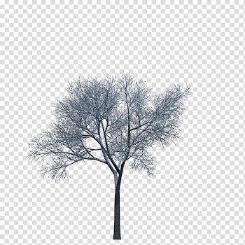 Plant Tree 3D computer graphics, tree transparent background PNG clipart