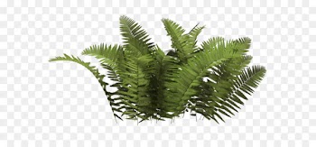 Plant Tree - Bush PNG image 